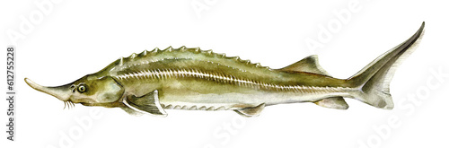 Photography Watercolor Sterlet or Sterlet sturgeon (Acipenser ruthenus)