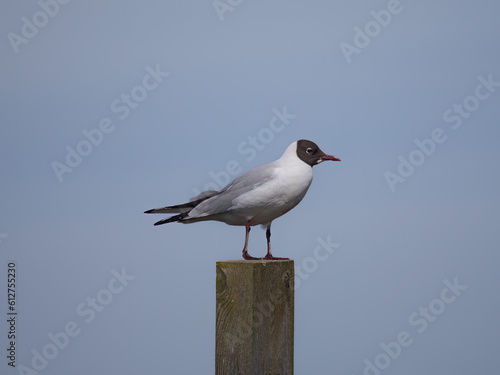 Wallpaper Mural Artic Tern Torontodigital.ca