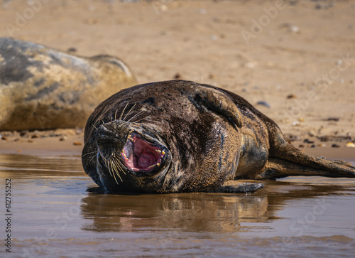 Wallpaper Mural Seal basking Torontodigital.ca