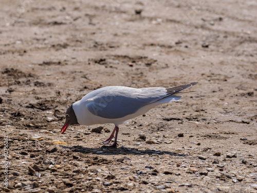 Wallpaper Mural Artic tern Torontodigital.ca
