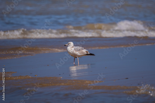 Wallpaper Mural Seagull in water Torontodigital.ca