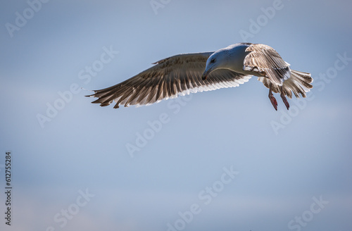 Wallpaper Mural Seagull in flight Torontodigital.ca
