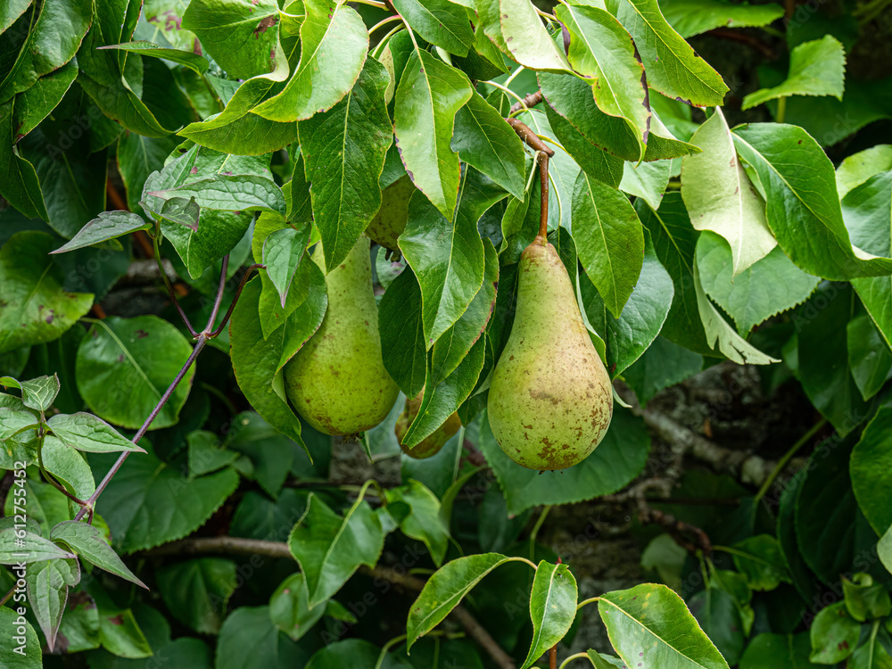 custom made wallpaper toronto digitalPears