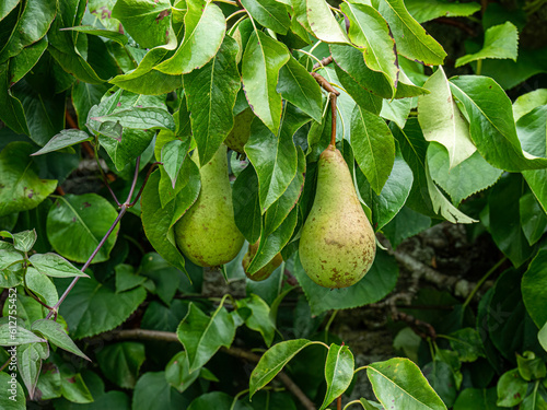 Wallpaper Mural Pears Torontodigital.ca