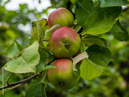 Wallpaper Mural Fruits Torontodigital.ca