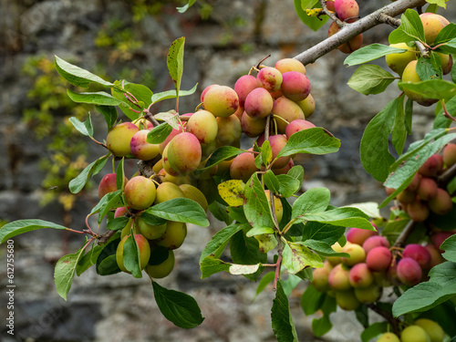Wallpaper Mural Fruits Torontodigital.ca