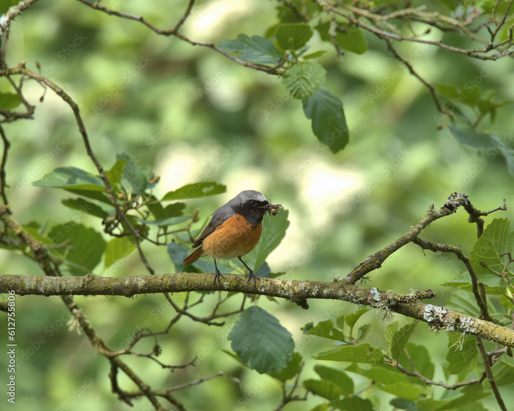 Male Common Redstart perched on a branch.