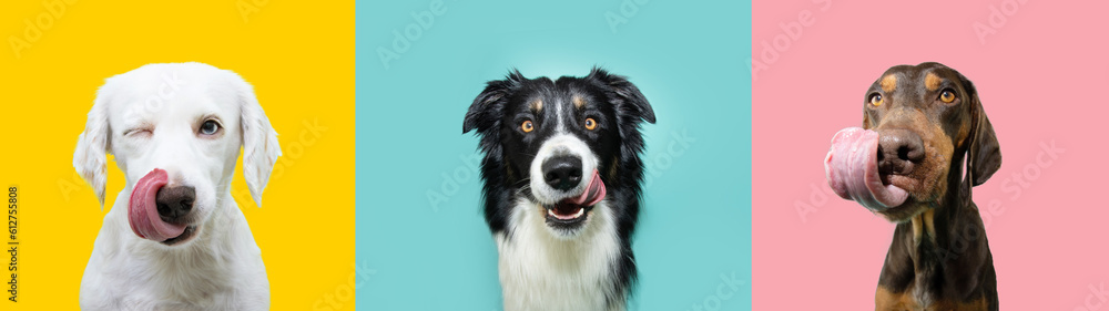 Banner hungry funny puppy dogs eating and licking its lips with tongue on summer or spring season. Portrait collection Banner hungry funny puppy dogs eating and licking its lips with tongue on summer or spring season. Portrait collection