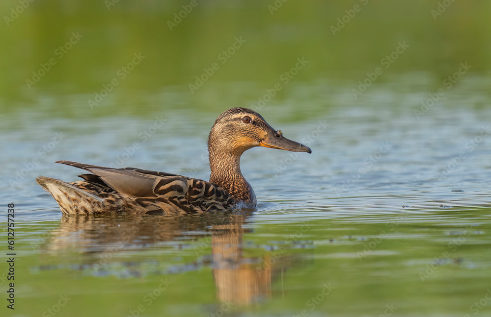 Wild duck. Mallard (Anas platyrhynchos) on the water. Wild duck. Mallard (Anas platyrhynchos) on the water.