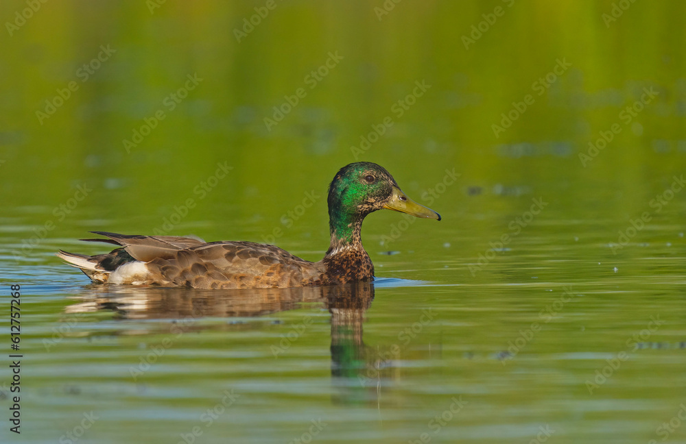 Obraz premium Wild duck. Mallard (Anas platyrhynchos) on the water.