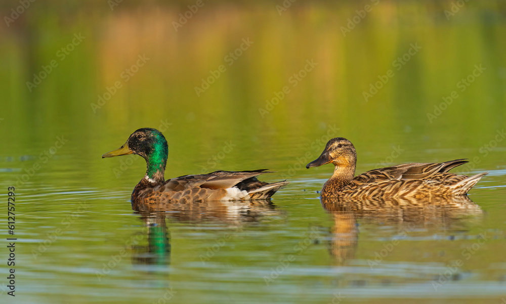 Wild duck. Mallard (Anas platyrhynchos) on the water. Wild duck. Mallard (Anas platyrhynchos) on the water.
