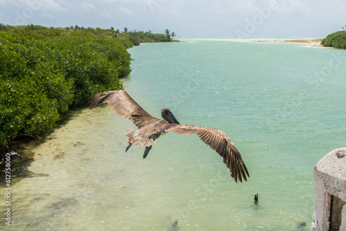  reserva da biosfera - México - Pelicano