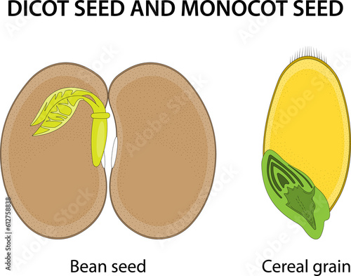 Dicot seed and Monocot seed: similarities and differences.
