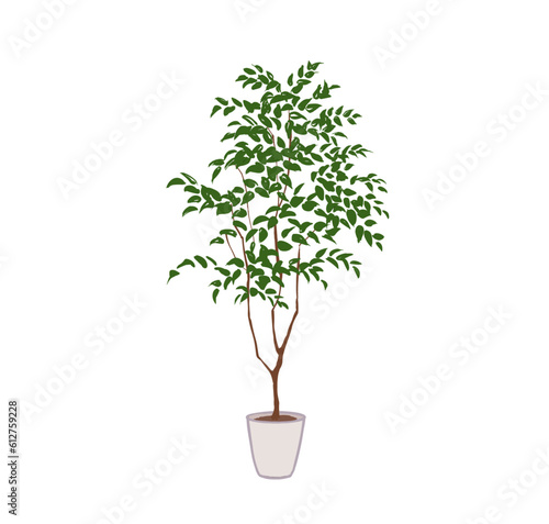 観葉植物、トネリコの鉢植え