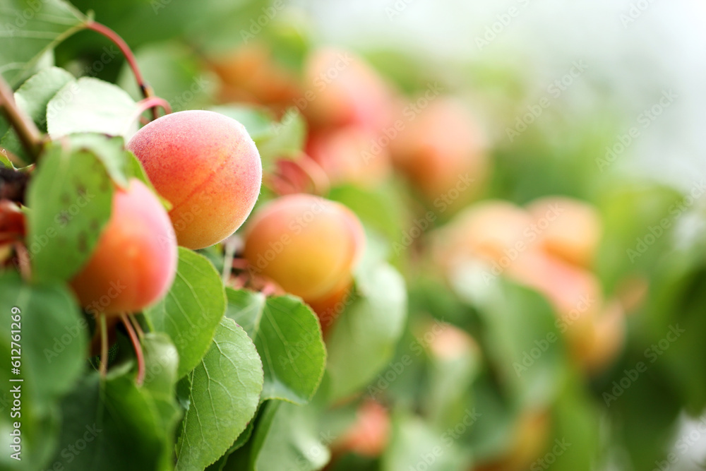 Fotografie A bunch of natural apricots
