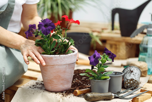 Fototapeta Naklejka Na Ścianę i Meble -  Gardener planting with flower pots tools. Woman hand planting flowers petunia in the summer garden at home, outdoor. The concept of gardening and flowers.