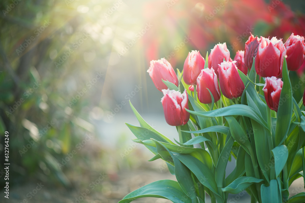 Tulips flower blooming in spring garden. Spring garden tulip flowers blooming on flower bed, trendy gardening concept, beautiful blooming red tulips in sun light 