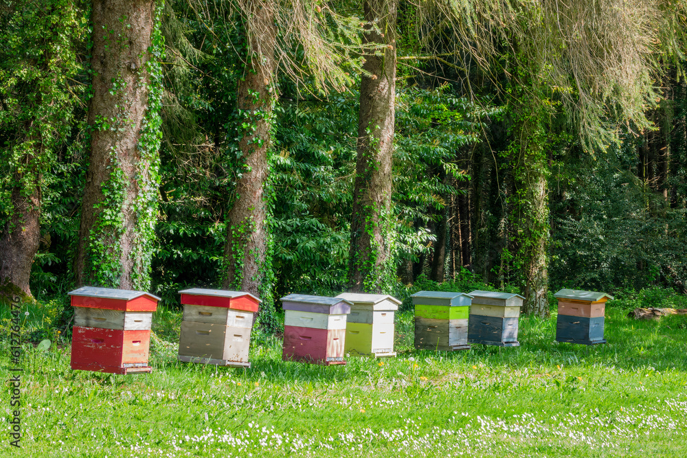 Colorful beehives in a green grassy field near a forest