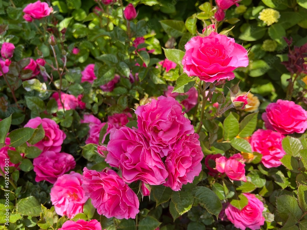 pink roses in garden