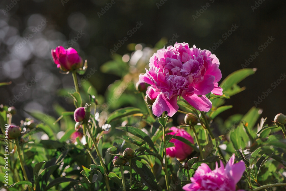 Close-up of a blooming pink peony. A flower and a bud in raindrops at sunset. Green natural background. A blooming garden. Beautiful bokeh.