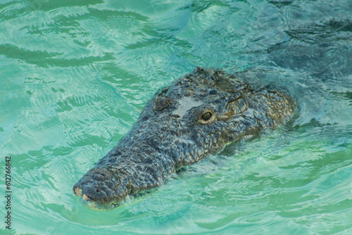 Crocodilo - Animal feroz mexico - Caribe Sian  photo