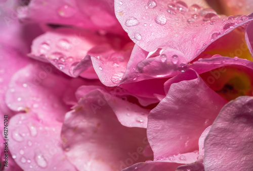 Macro close up of a pink rose petal in the rain