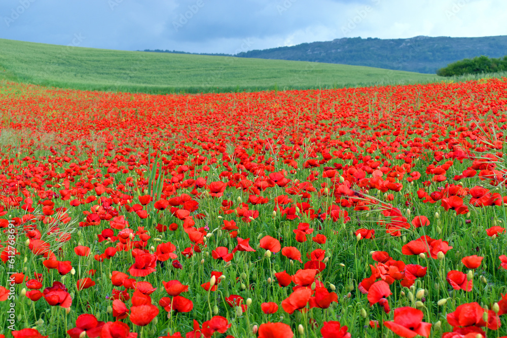 Field of poppies (Papaver rhoeas) in the Valderejo Natural Park. Alava. Basque Country. Spain