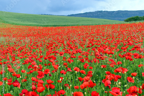 Field of poppies (Papaver rhoeas) in the Valderejo Natural Park. Alava. Basque Country. Spain