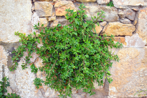The spreading pellitory (Parietaria judaica) on a walll
