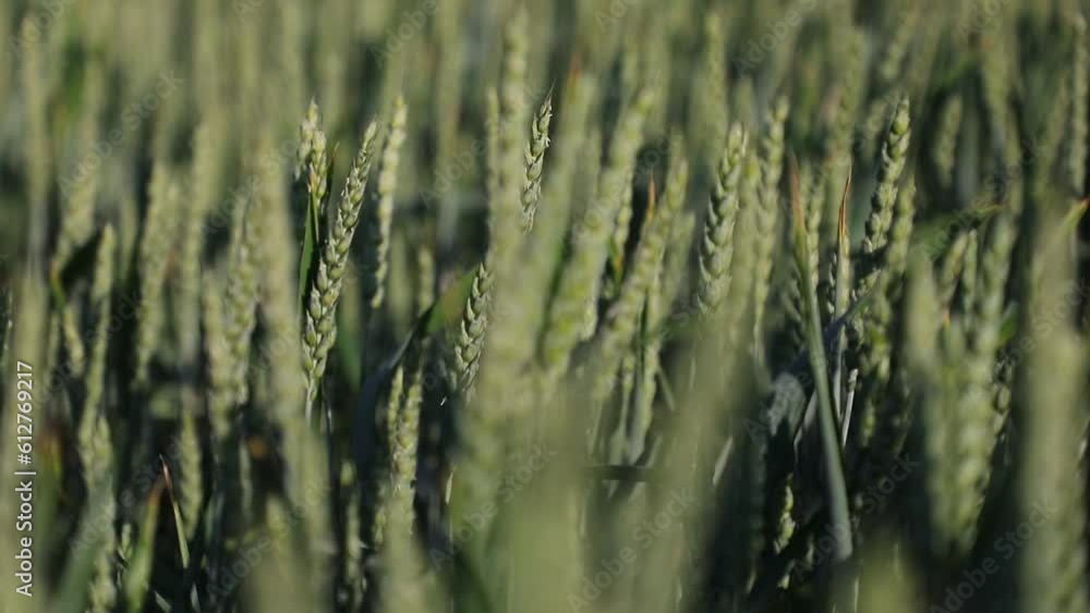Field of poppies in the wind in summer