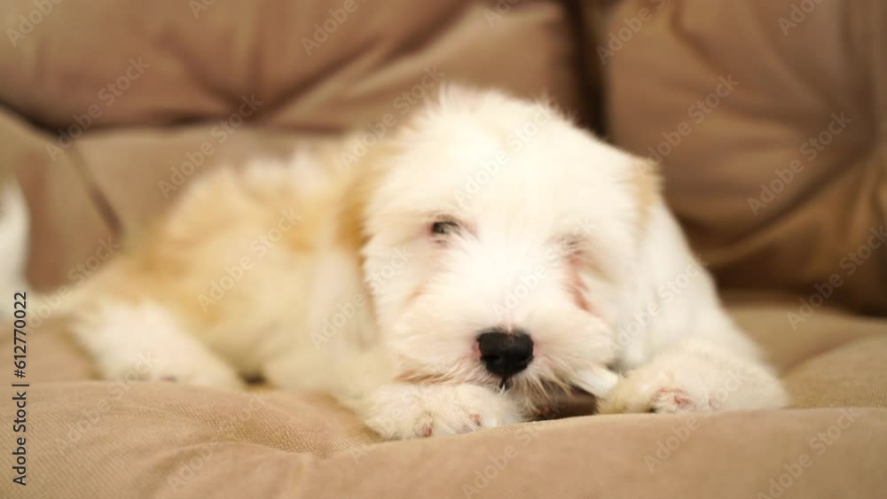 Terrier puppy gnaws a bone, lying on the floor in the living room. A small fluffy golden white Tibetan terrier puppy plays lying on the floor. Terrier puppy gnaws a bone, lying on the floor in the living room. A small fluffy golden white Tibetan terrier puppy plays lying on the floor.