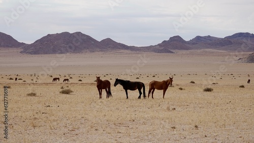 Wilde Pferde in der Namibwüste © Omm-on-tour