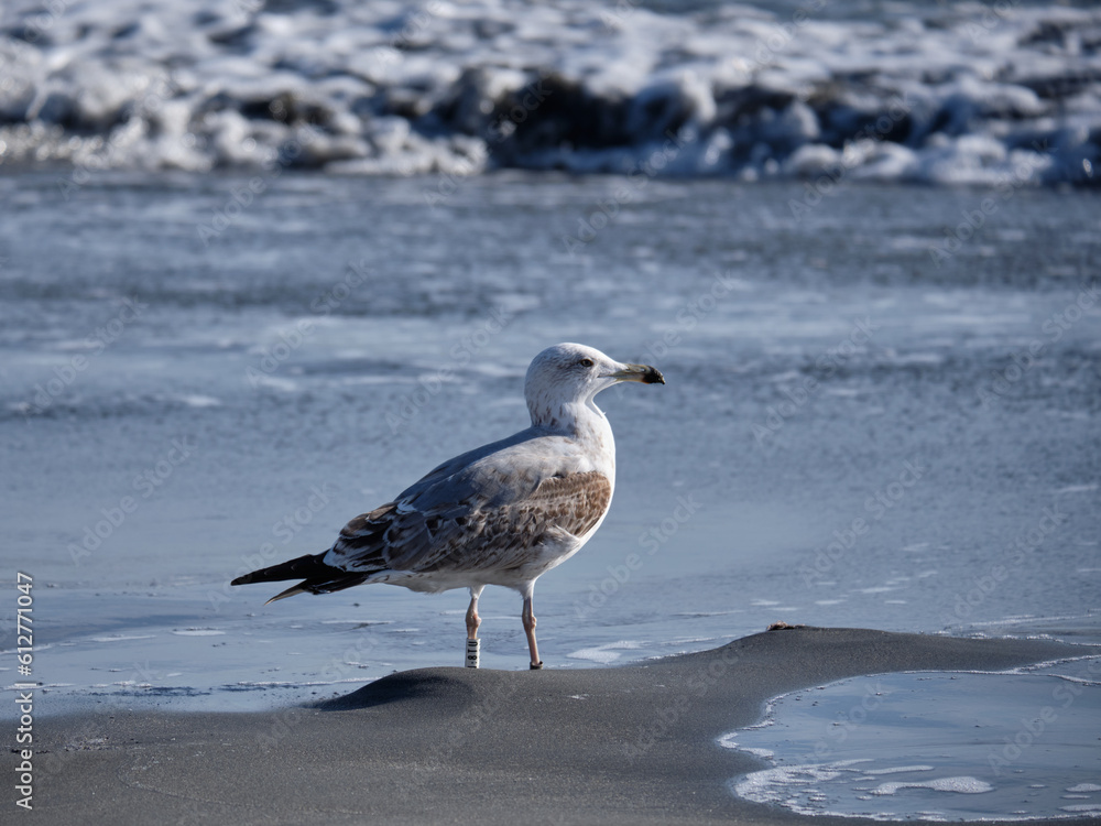 Gaviota posada en la orilla de la playa en Fuengirola, Málaga, España. Gaviota posada en la orilla de la playa en Fuengirola, Málaga, España.