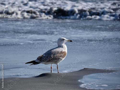 Gaviota posada en la orilla de la playa en Fuengirola, Málaga, España.