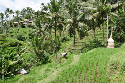 Reisterrassen mit Reisanbau auf Bali photo