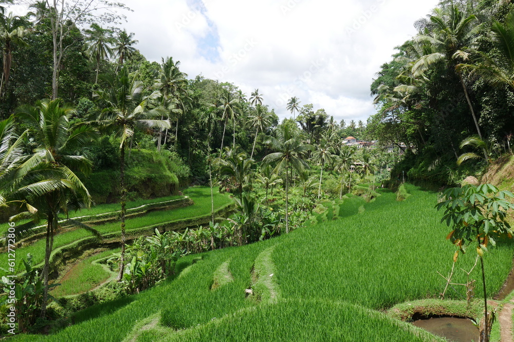 Naklejka premium Reisterrassen mit Reisanbau auf Bali