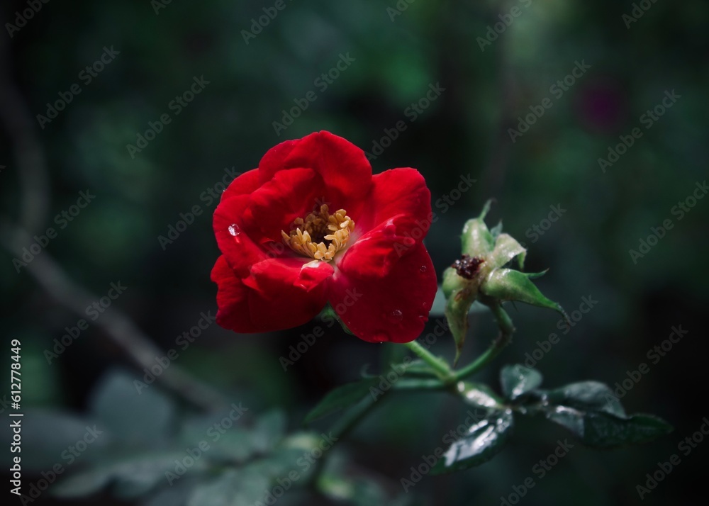 Obraz premium Red Rose