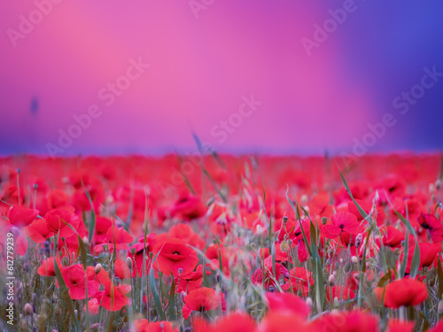 Poppies at pentire head near poly joke beach cornwall england uk  photo