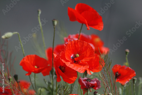 A group of red poppies is shot very close-up against the background of distant blue water.