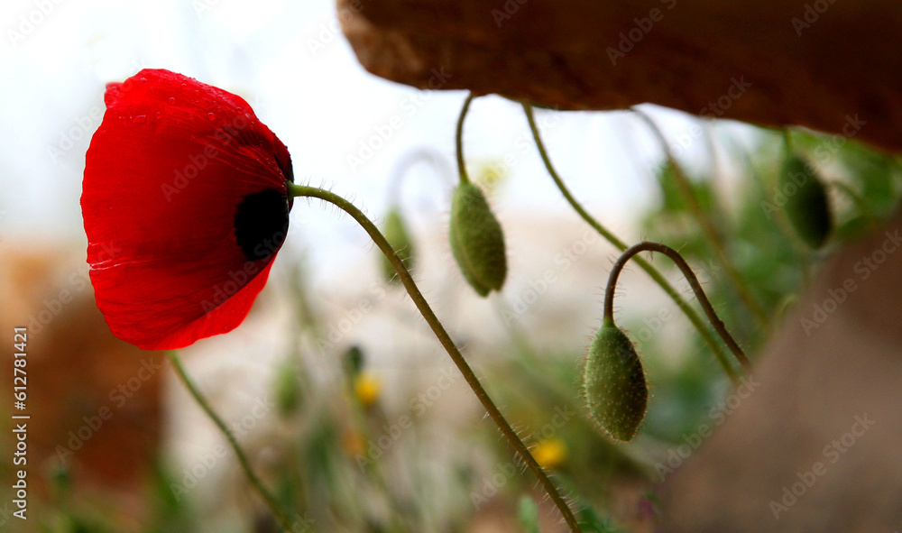 Obraz premium Anemone flower among rocks in an agricultural area