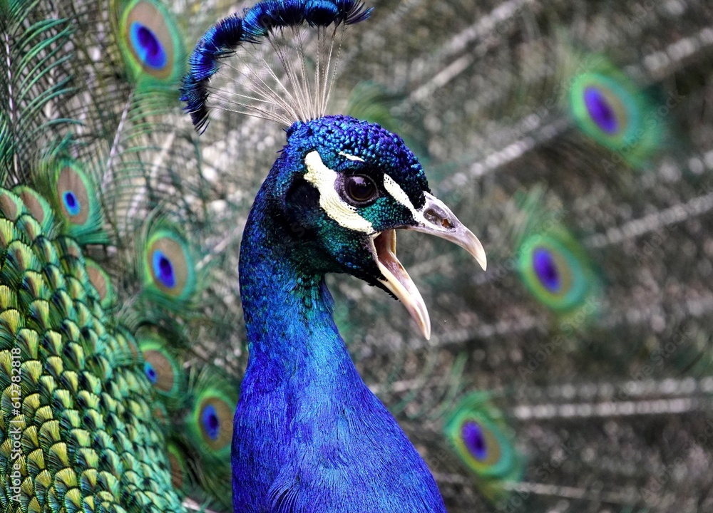 
Screaming Blue Peafowl male (Pavo cristatus) Phasianidae family. Hanover-Burg, Germany.
