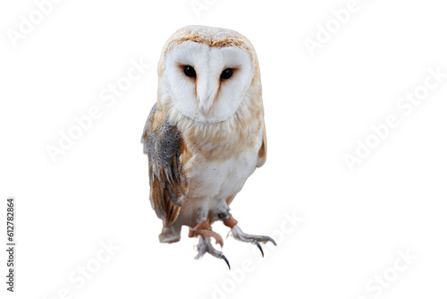 isolated great owl