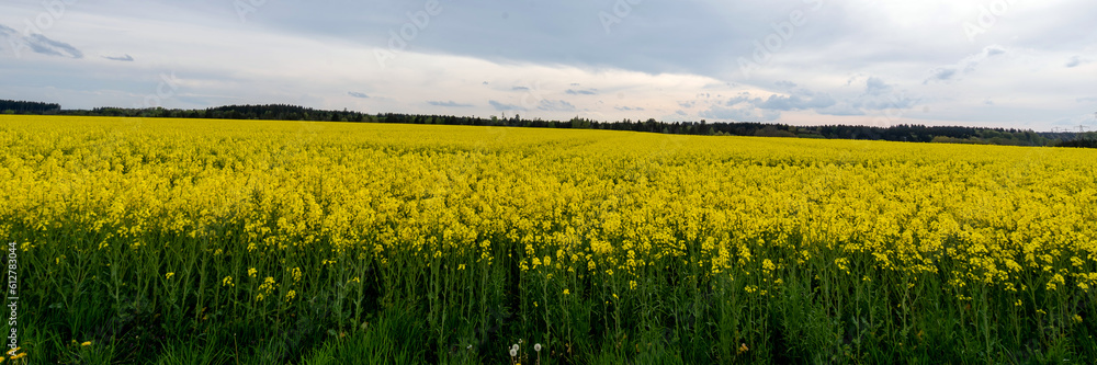 Obraz premium Rapsfeld