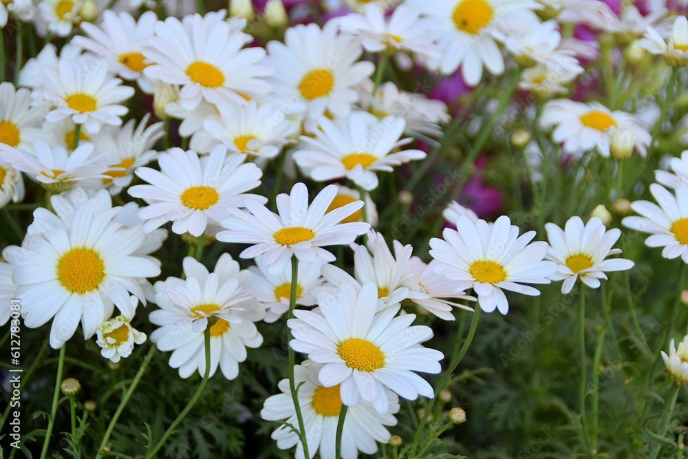 White, wild, meadow chamomile flowers White, wild, meadow chamomile flowers