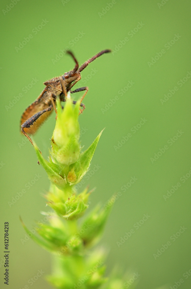 Macro of Dock Bug, Coreus Marginatus