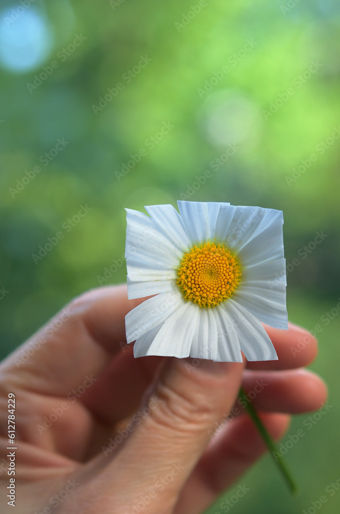 Oxeye Daisy – Leucanthemum Vulgare With Square Petals