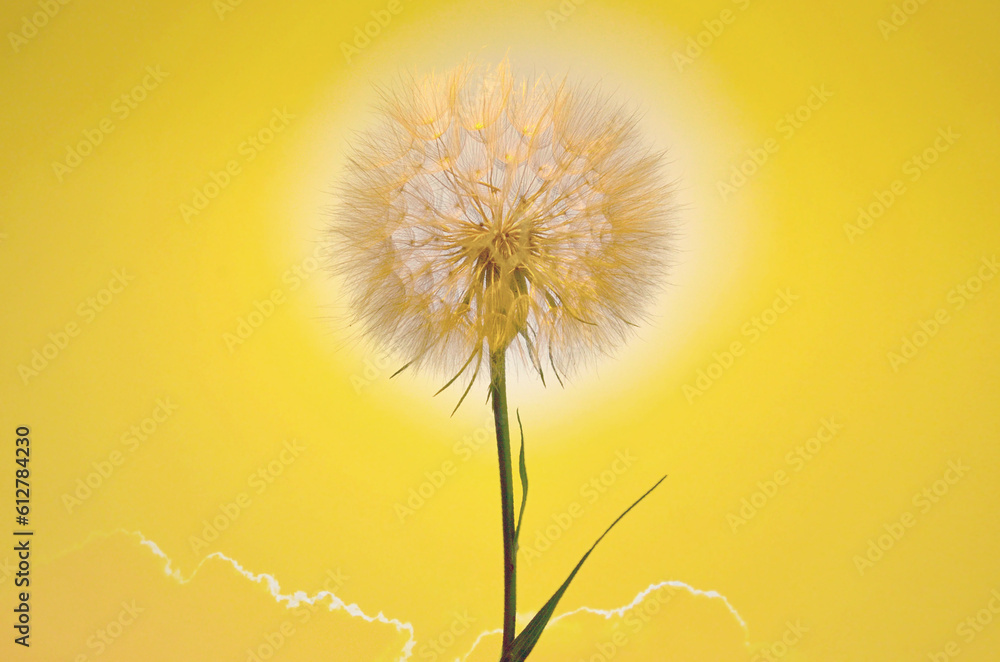 Single Closeup Dandelion Flower against the Sun