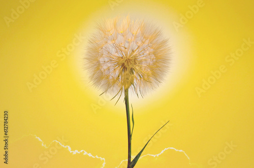 Single Closeup Dandelion Flower against the Sun