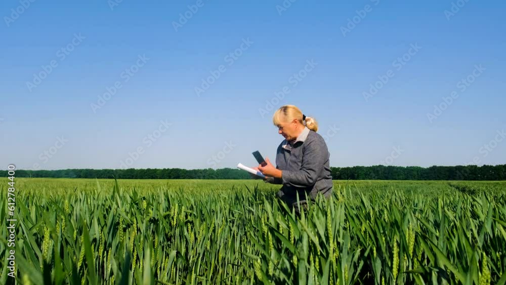 A woman farmer in a wheat field is checking. Selective focus. A woman farmer in a wheat field is checking. Selective focus.