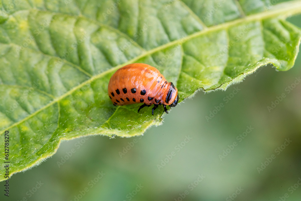 The Colorado potato beetle feast on potato leaves and plant damage The Colorado potato beetle feast on potato leaves and plant damage